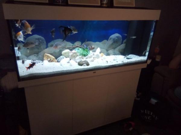 Image 4 of full fish tank for sale