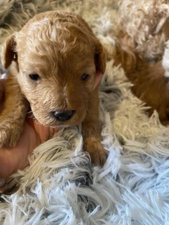 Image 8 of Gorgeous red/apricot cavapoo puppies VIEWING NOW!