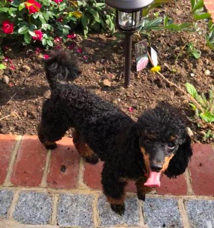 Image 3 of KC Phantom Toy Poodle for Stud Fully Health tested CEAR