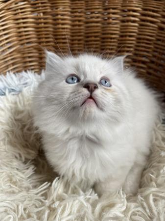 Image 4 of Stunning Ragdollblue / lilac lynx boy one now reserved
