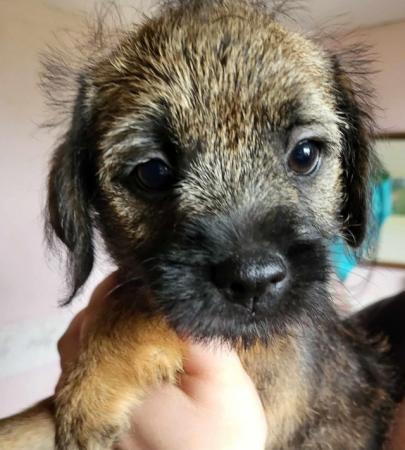 Image 26 of READY TO LEAVE KC registered Border Terrier Puppies