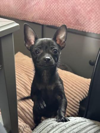 Image 6 of 2 rare solid black male chihuahua puppies ready now!