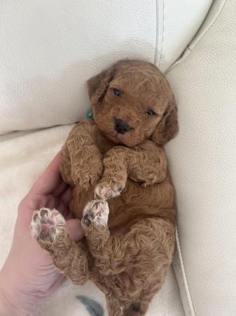Image 5 of Cockapoo puppys | ready 9th April | Viewings now