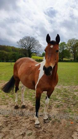 Image 3 of Ex Polo Pony to Share in Effingham - experienced rider
