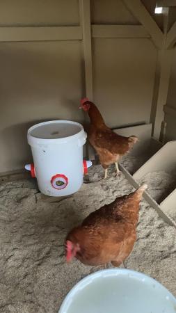 Image 3 of Laying Rhode red island hen for sale