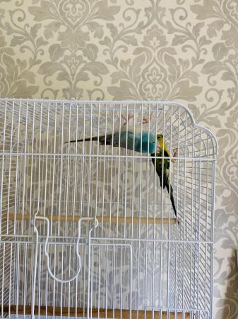 Image 2 of Blue and opaline redrump red rump parakeets
