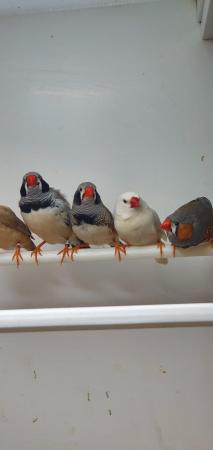 Image 3 of Pairs of Zebra Finches For Sale