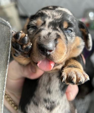 Image 5 of Stunning mini dacschund pups