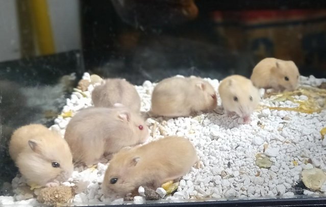 Image 2 of Baby Campbell's Hamsters