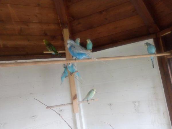 Image 4 of Budgies for sale. Avairy bred coulp