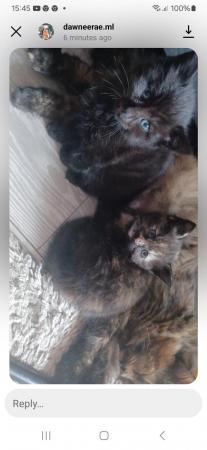 Image 7 of Beautiful Kittens for sale ready 29/05