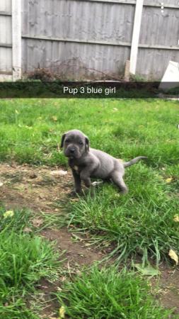 Image 20 of grand champion bloodlines cane corso pups. 10 weeks old.