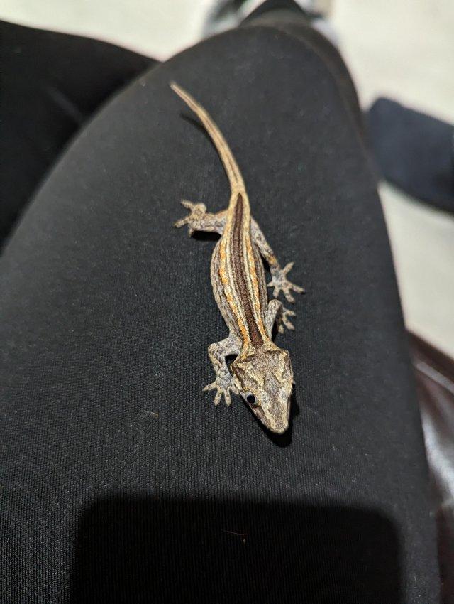 Preview of the first image of Orange Stripe Gargoyle Gecko CB23 Unsexed.