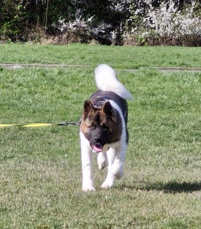 Image 7 of 8 mth old Akita girl looking for their own home