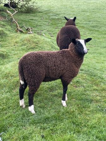 Image 3 of X3 pedigree Zwartbles ewe lambs for sale
