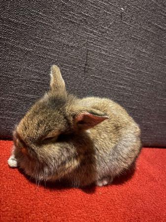 Image 1 of Baby lionhead rabbit with cage and acceesories