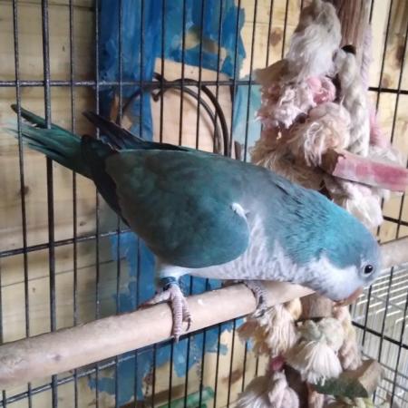 Image 4 of Blue Quaker Parrot Healthy and Active
