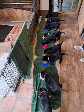 Image 1 of Black Flat Coated Retriever Puppies - Born 1st April 2024