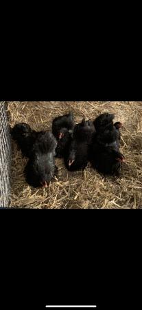 Image 3 of Black pekin chickens for sale