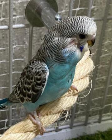 Image 2 of Baby budgies lovely colours