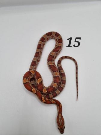 Image 3 of Baby corn snakes ready to leave now