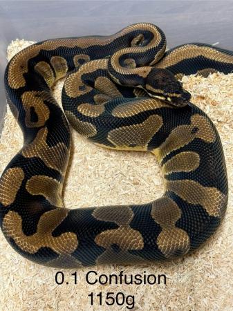 Image 2 of Ultramel,confusion,axanthic ball pythons