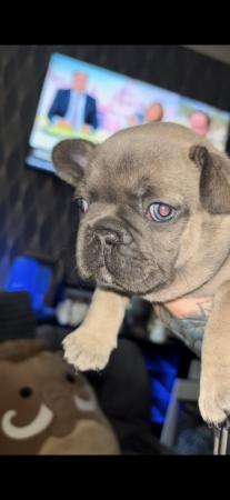 Image 19 of Kennel club registered French bulldog pupps.