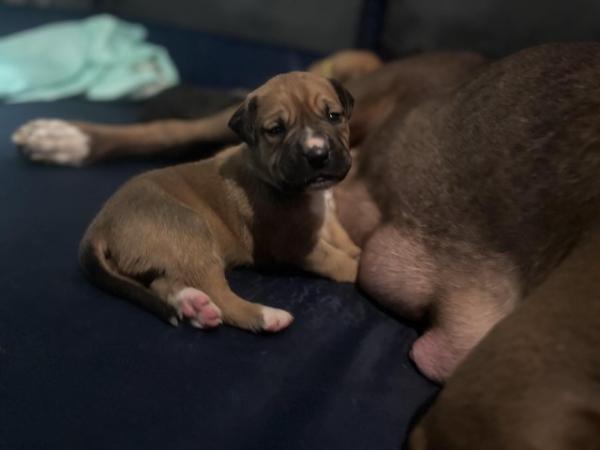 Image 6 of 3 weeks old mastiff Cross Puppies