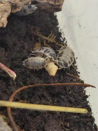 Image 4 of Dairy cow isopod x 40 (mixed sizes)