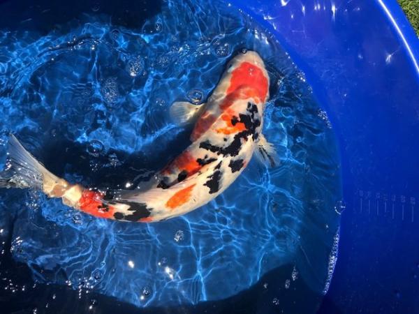 Image 7 of 12 Japanese Koi for sale