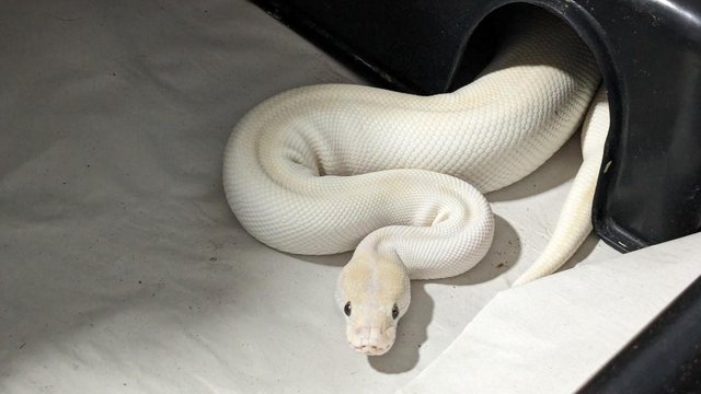 Preview of the first image of Adult Female Butter Special Ball Python.