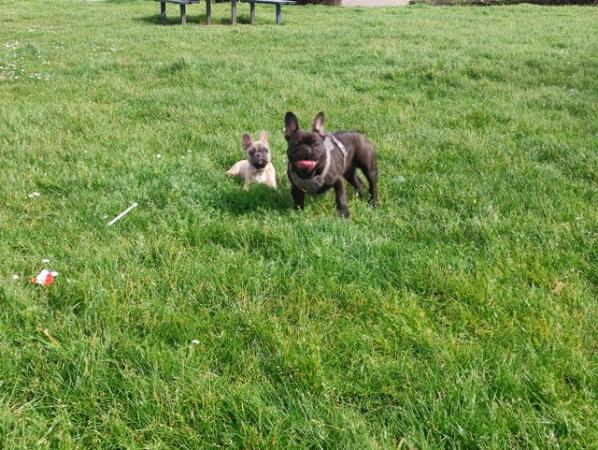 Image 3 of French bulldogs male and female