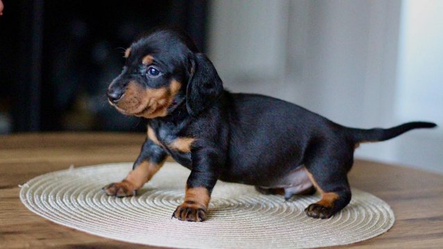 Image 12 of Ready Now only 4 dachshunds left