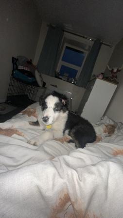 Image 3 of 6 month old border collie