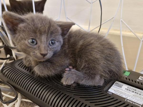 Image 1 of 3 beautiful grey kittens for sale
