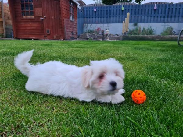 Image 1 of Beautiful Maltese x Russian toy terrier puppies