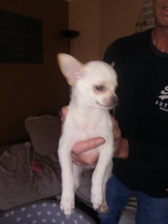 Image 8 of very small chihuahua pups for sale  only 1 boy n 1 girl left