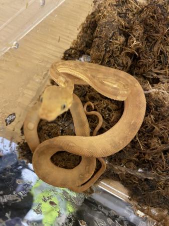 Image 8 of Baby Amazon tree boas11 baby’s all eating well  3,5,6 sold