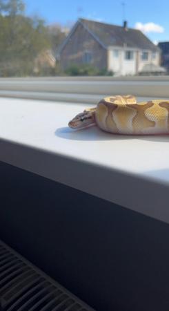 Image 4 of 1.5 year old female ball python Butter Enchi Het Clown