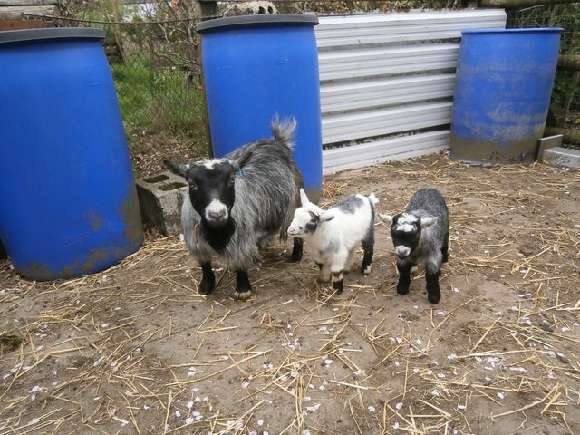 Preview of the first image of Pygmy Goat Nanny with Kids at Foot.
