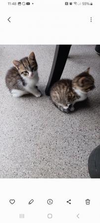 Image 4 of 4 beautiful kittens boys and girls