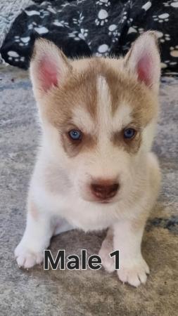 Image 5 of Full pedigree Siberian husky pups for sale