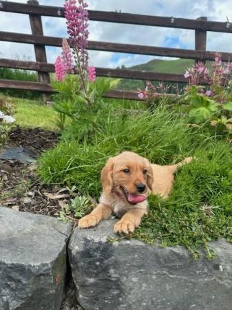 Image 11 of Adorable red labradoodle puppies