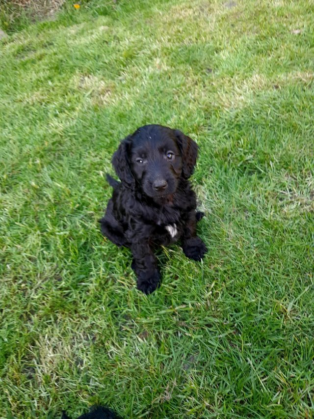 Preview of the first image of Genuine F1 cockapoo puppies ready now.