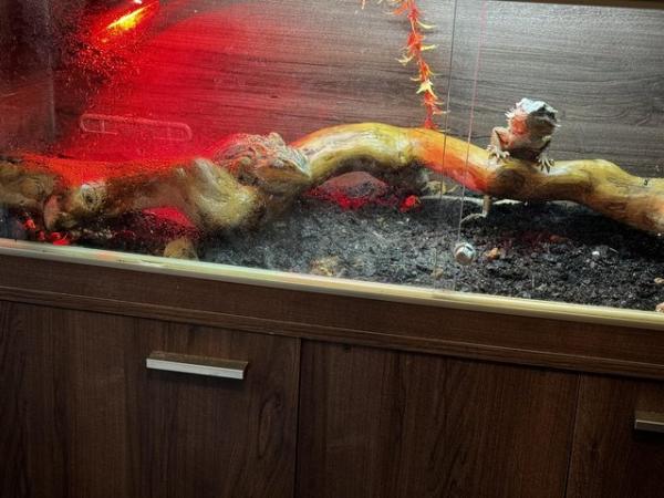 Image 2 of Breeding pair of Bearded dragons and full set up