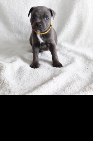 Image 14 of beautiful champion blue Staffordshire bull terrier puppies