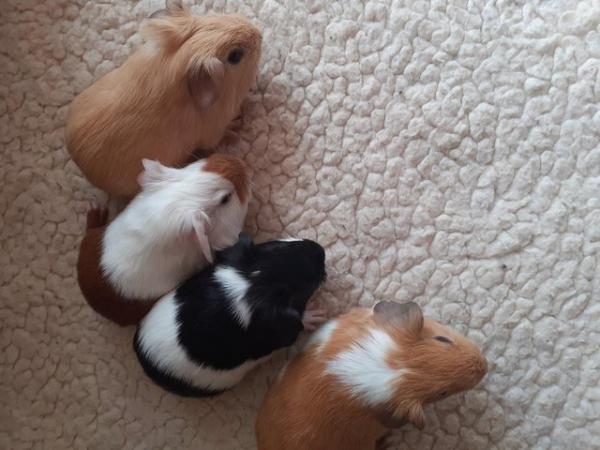 Image 15 of BEAUTIFUL BABY BOYS AND GIRL GUINEA PIGS