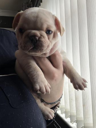 Image 2 of French Bulldog Puppies For Sale
