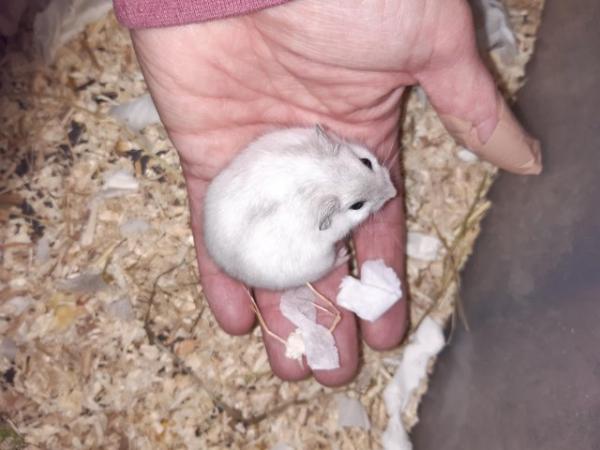 Image 3 of Baby winter white dwarf hamsters
