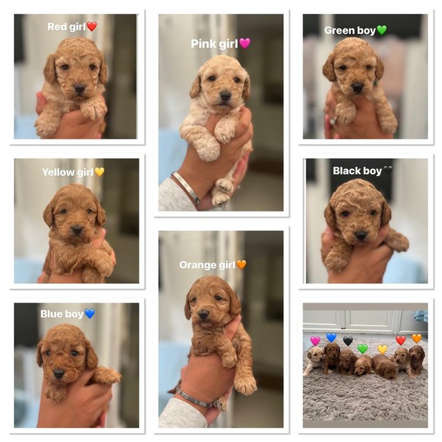 Preview of the first image of Beautiful Cockapoo puppies.